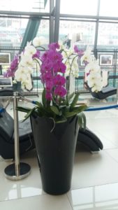 Jual Bunga Anggrek Vase di Daerah Jakarta 087878740559