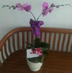 Jual Bunga Vase Anggrek di Penjaringan 087878740559